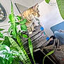 Vanille a rejoint le concours — aidez-le/la à gagner de superbes lots ! cat, tabby, indoor, houseplant, greenery, stack, boxes, furniture, chair, polka_dot, curious, pet, domestic, cozy, living_room, plant_leaves, side_view, fur, ears, whiskers