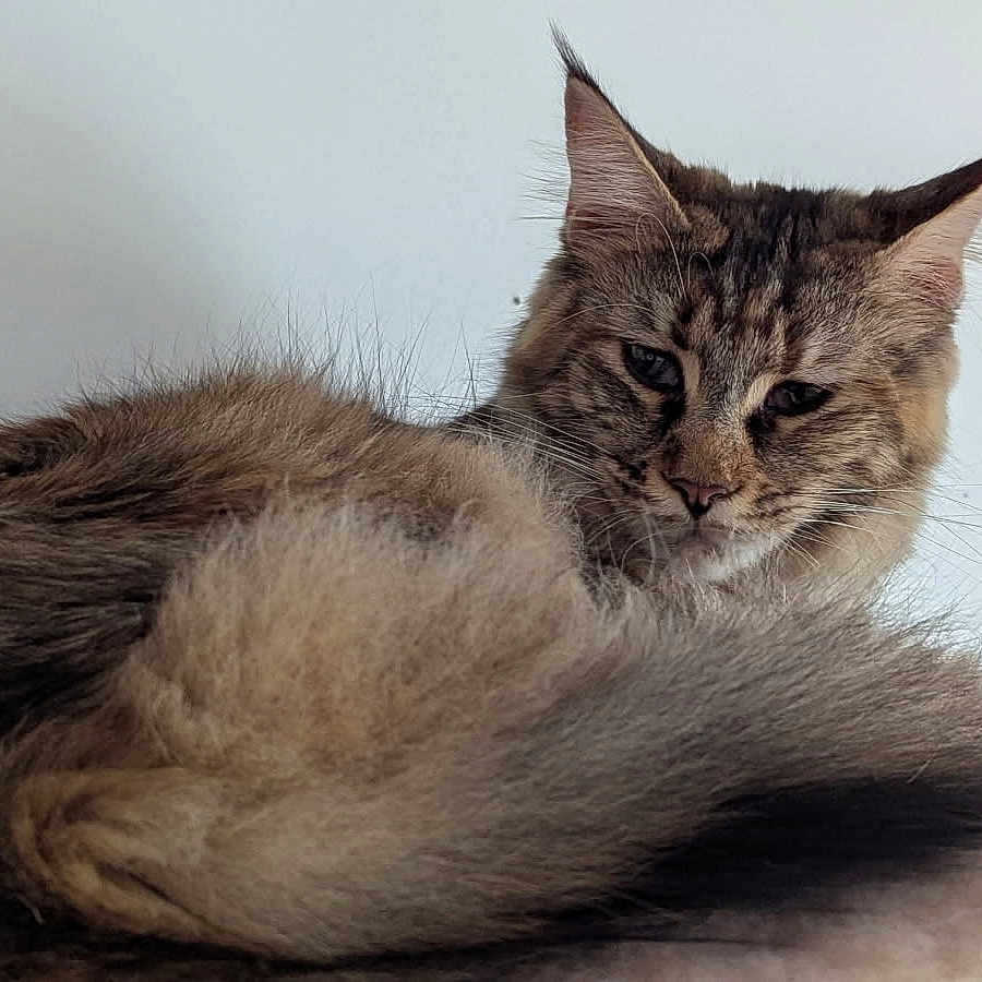 Vanille a rejoint le concours — aidez-le/la à gagner de superbes lots ! animal, cat, closeup, comfort, domestic, ears, feline, fluffy, fur, indoors, mammal, pet, portrait, relaxed, resting, sleepy, soft_surface, tabby, tail, whiskers