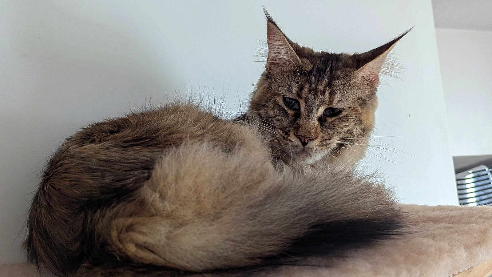 Vanille a rejoint le concours — aidez-le/la à gagner de superbes lots ! cat, tabby, fluffy, feline, pet, animal, tail, ears, whiskers, fur, sleepy, relaxed, indoors, soft_surface, comfort, portrait, closeup, resting, mammal, domestic