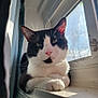 Mi Amor is registered to the contest to win money with this photo: abyssinian, animal, art, cat, collage, computerhardware, electronics, face, hardware, head, homedecor, kitten, manx, monitor, person, pet, screen, text, window, windowsill