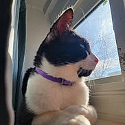 Mi Amor is registered to the contest to win money with this photo: accessories, animal, bulldog, canine, cat, collar, curtain, dog, hound, husky, kitten, leash, manx, person, pet, puppy, sleeping, strap, window, windowsill