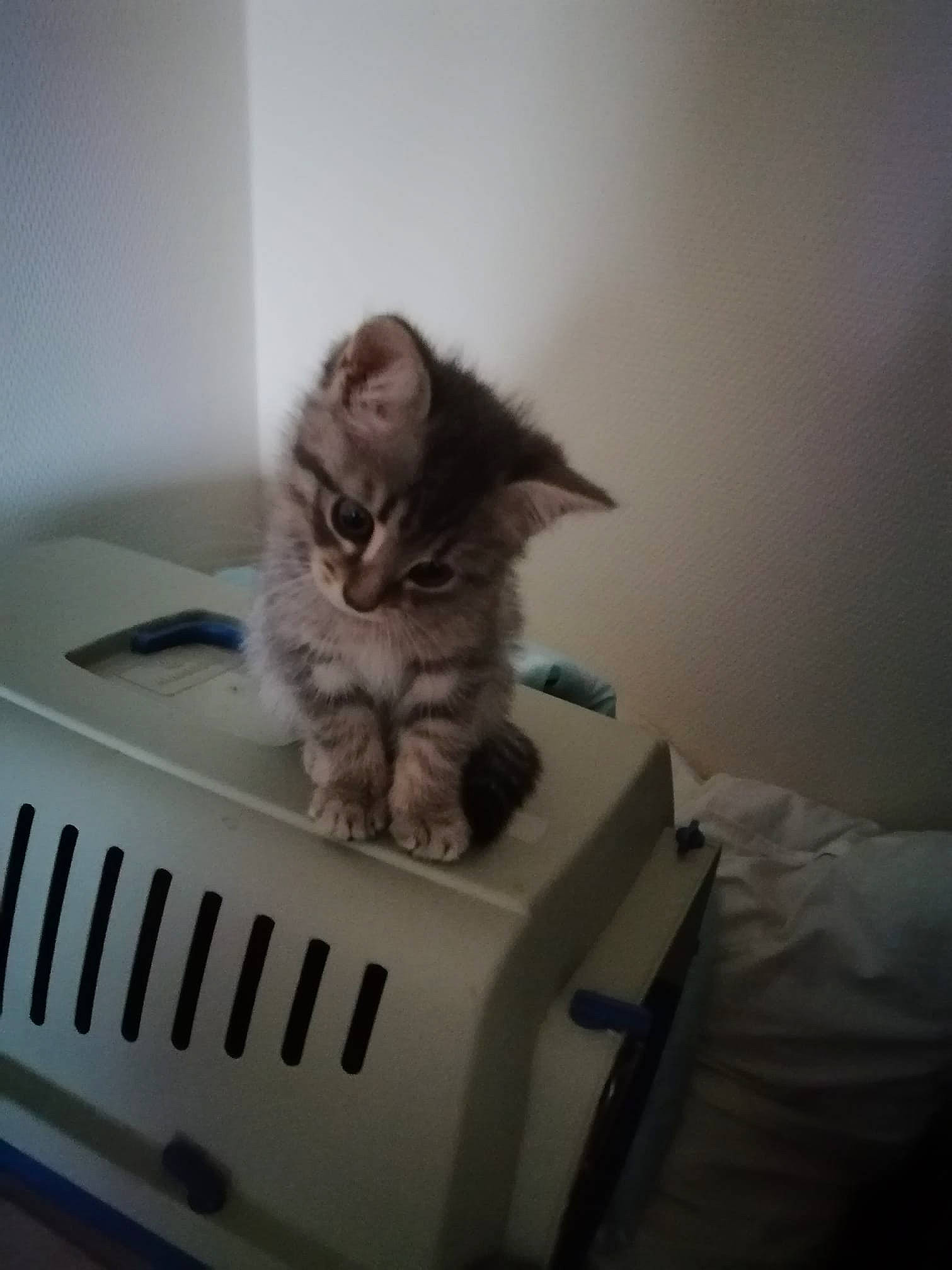 Pepito a rejoint le concours — aidez-le/la à gagner de superbes lots ! american_curl, bed, carnivore, cat, domestic_short_haired_cat, dragon_li, european_shorthair, felidae, fur, kitten, maine_coon, paw, pixie_bob, ragamuffin, siberian, small_to_medium_sized_cats, whiskers