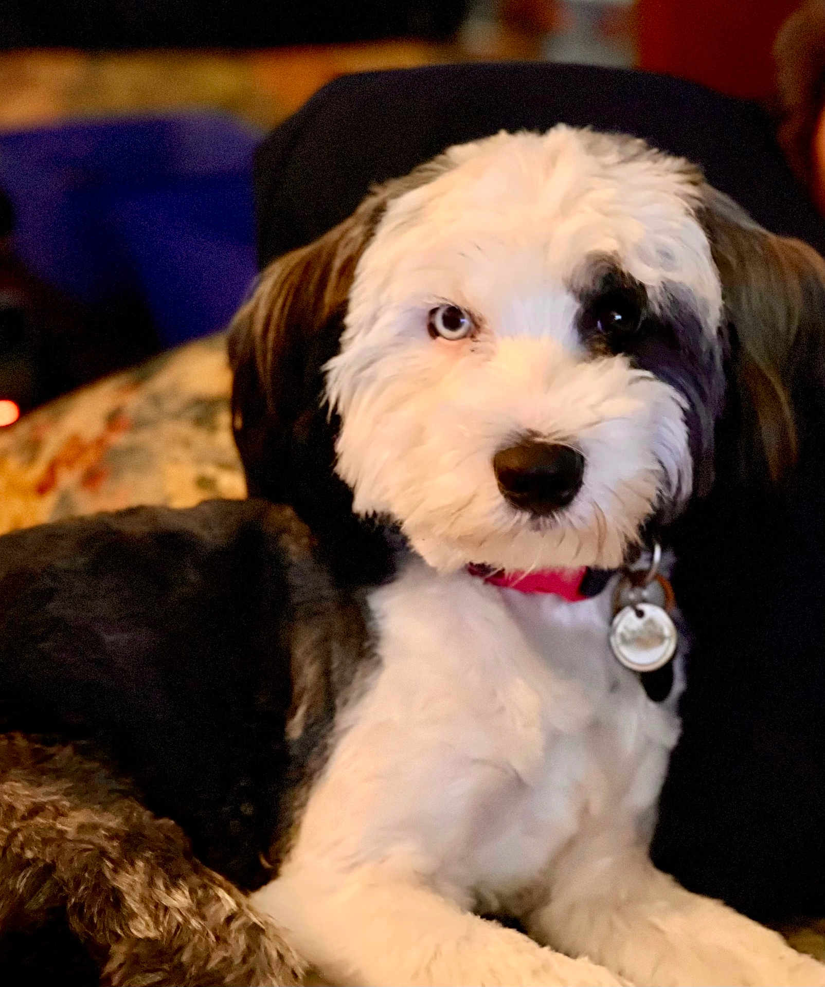Bella