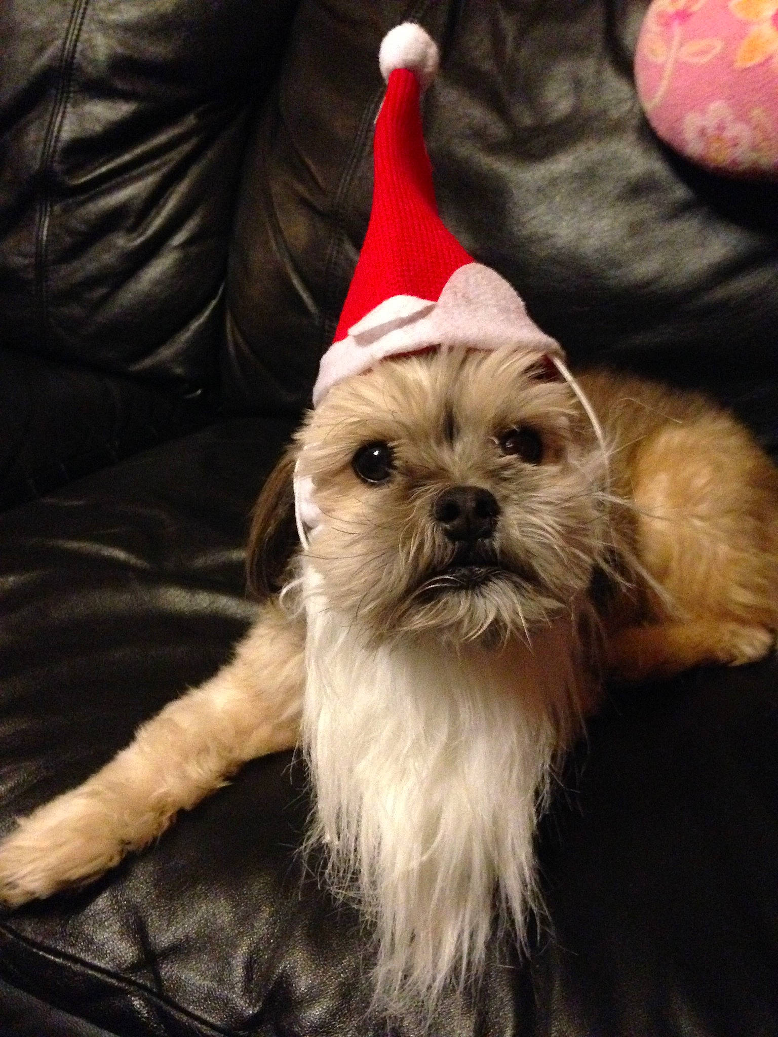 Vince joined the competition — help win amazing prizes! affenpinscher, canidae, carnivore, cavachon, chinese_imperial_dog, christmas, companion_dog, dog, dog_breed, lhasa_apso, lowchen, maltese, mammal, morkie, non_sporting_group, pekapoo, puppy, rare_breed_dog, shih_tzu, toy_dog