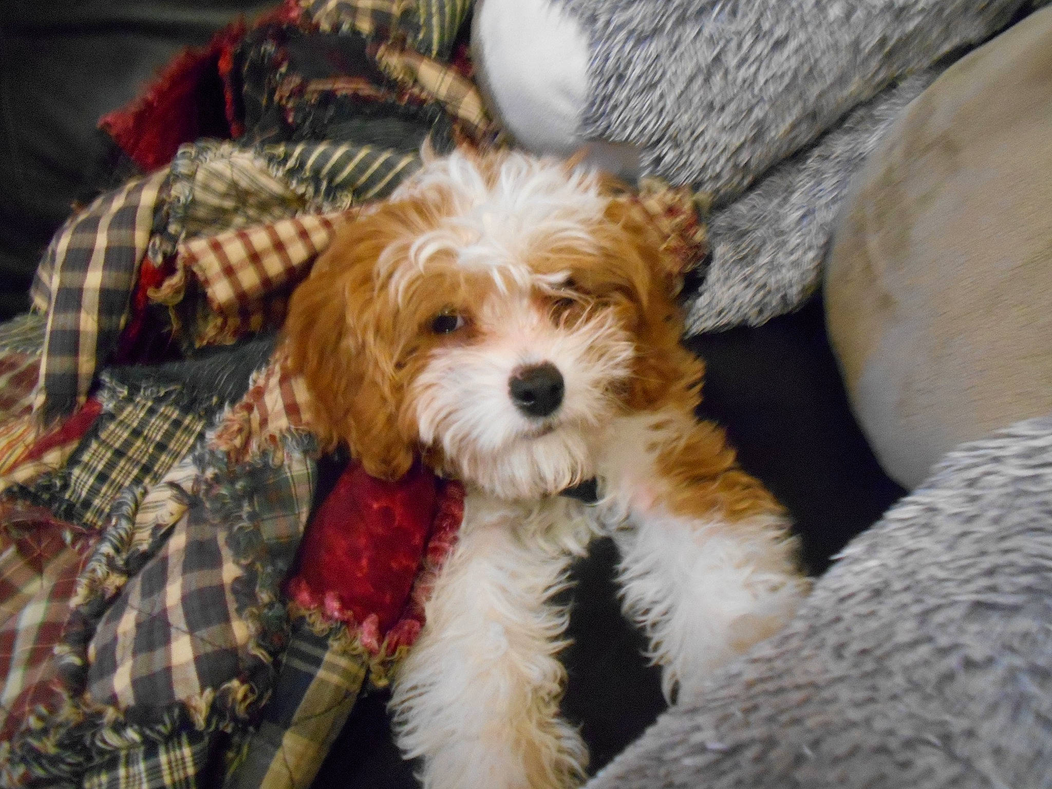 Sundae is registered to the contest to win money with this photo: biewer_terrier, canidae, carnivore, cavachon, cavapoo, cockapoo, companion_dog, dog, dog_breed, maltepoo, mammal, morkie, petit_basset_griffon_vendeen, poodle_crossbreed, puppy, schnoodle, shih_poo, sporting_lucas_terrier, toy_dog, vertebrate