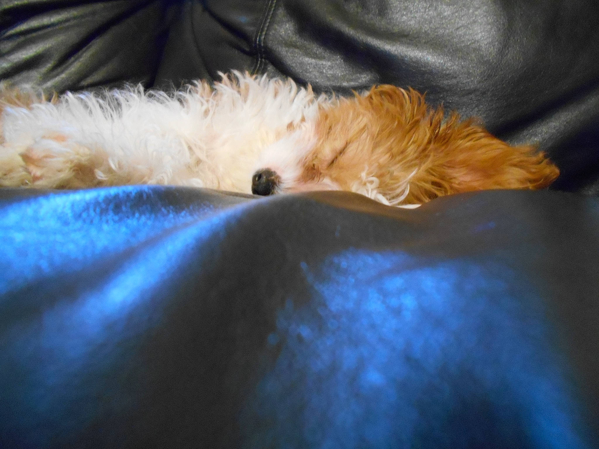 Sundae joined the competition — help win amazing prizes! canidae, dog_breed, fawn, fur, guinea_pig