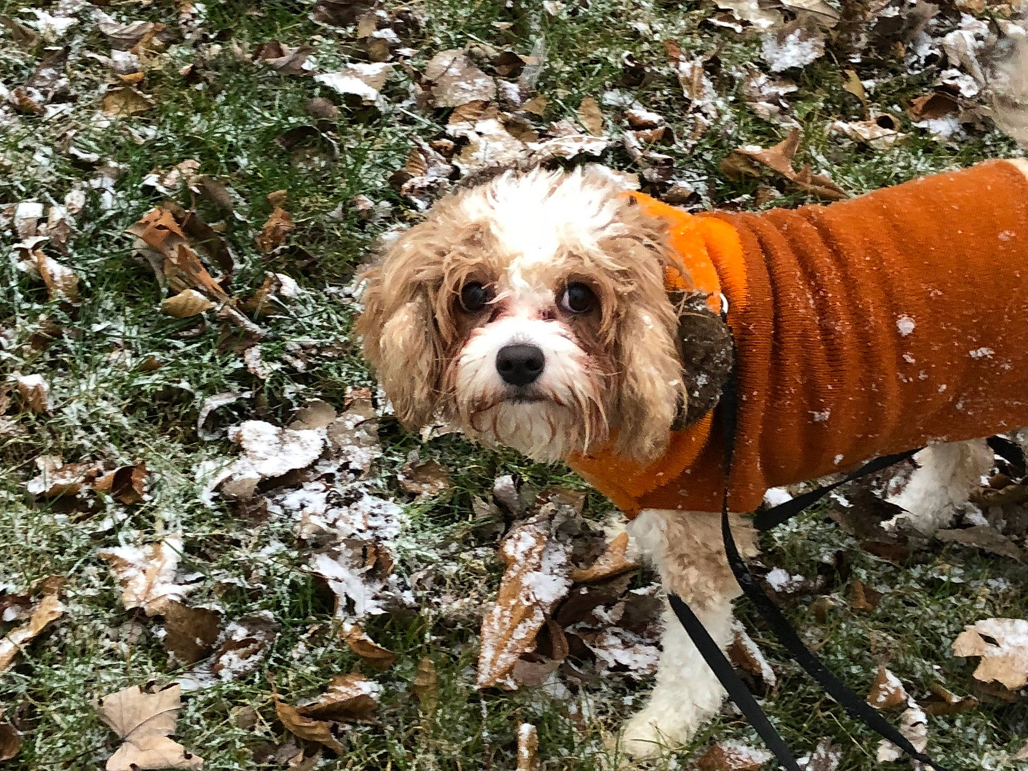 Sundae is registered to the contest to win money with this photo: canidae, carnivore, cavachon, companion_dog, dog, dog_breed, havanese, lhasa_apso, mammal, petit_basset_griffon_vendeen, plant, puppy, puppy_love, rare_breed_dog, shih_tzu, sporting_group, sporting_lucas_terrier, terrier, tibetan_terrier, toy_dog