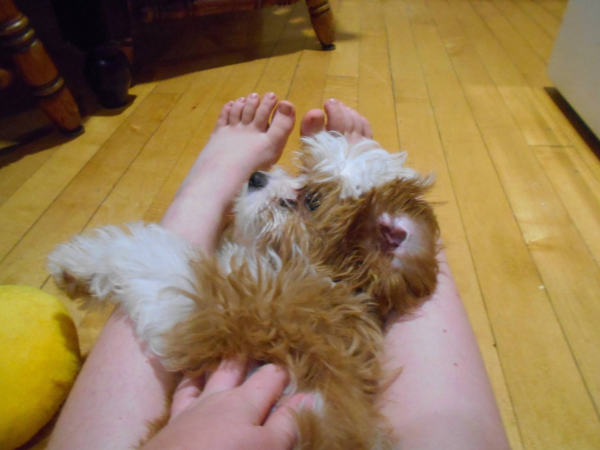 Sundae is registered to the contest to win money with this photo: bolonka, canidae, carnivore, cockapoo, companion_dog, dog, dog_breed, fawn, griffon_bruxellois, havanese, lhasa_apso, maltepoo, maltese, puppy, puppy_love, schnoodle, shih_tzu, spinone_italiano, sporting_group, sporting_lucas_terrier