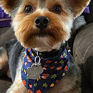 Shiloh is registered to the contest to win money with this photo: dog, pet, canine, bandana, ears, fur, nose, eyes, paw, couch, indoor, home, decor, fabric, comfort, animal, mammal, portrait, closeup, relaxing