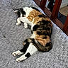 cat, calico_cat, sleeping, indoor, rug, gray_rug, wooden_banister, pet, animal, fur, whiskers, paws, cozy, resting, relaxation, home, floor, curled_up, cute, domestic_cat