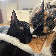 Hedwige a rejoint le concours — aidez-le/la à gagner de superbes lots ! cat, cats, calico_cat, black_cat, snuggling, affection, indoor, cozy, feline, pet, animal, closeup, cute, whiskers, ears, sleeping, cuddle, companionship, domestic, fur