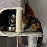 cat, calico_cat, cat_tree, pet, animal, indoor, feline, fur, whiskers, paw, curious, eating, food_bowl, cozy, home, scratching_post, pet_accessory, resting, cute, domestic_animal