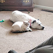 Sasha is registered to the contest to win money with this photo: cat, dog, pet, indoor, carpet, toy, dresser, collar, resting, lying_down, companionship, cute, mammal, paw, head, face, living_room, home, animal, snuggling