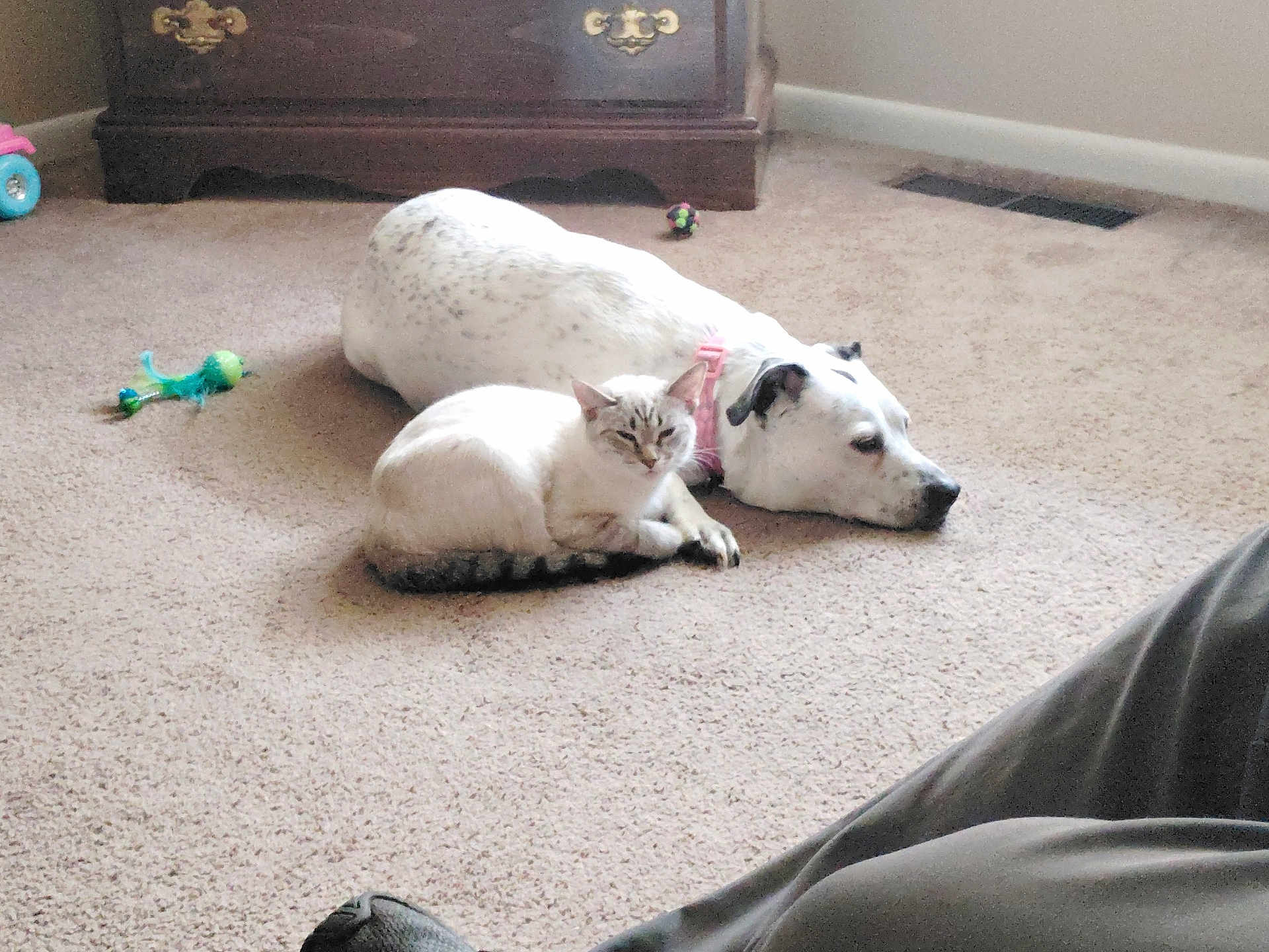 Sasha is registered to the contest to win money with this photo: cat, dog, pet, indoor, carpet, toy, dresser, collar, resting, lying_down, companionship, cute, mammal, paw, head, face, living_room, home, animal, snuggling