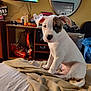 animal, bed, bedroom, blanket, canine, computerhardware, couch, cushion, dog, electronics, furniture, hardware, indoors, monitor, pet, puppy, room, screen, tv, window