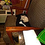 kitten, cat, chair, indoor, furniture, table, paper, snacks, broom, curtains, wood_floor, black_clothing, electrical_outlet, wall, pet, small_animal, cozy, domestic, home, resting