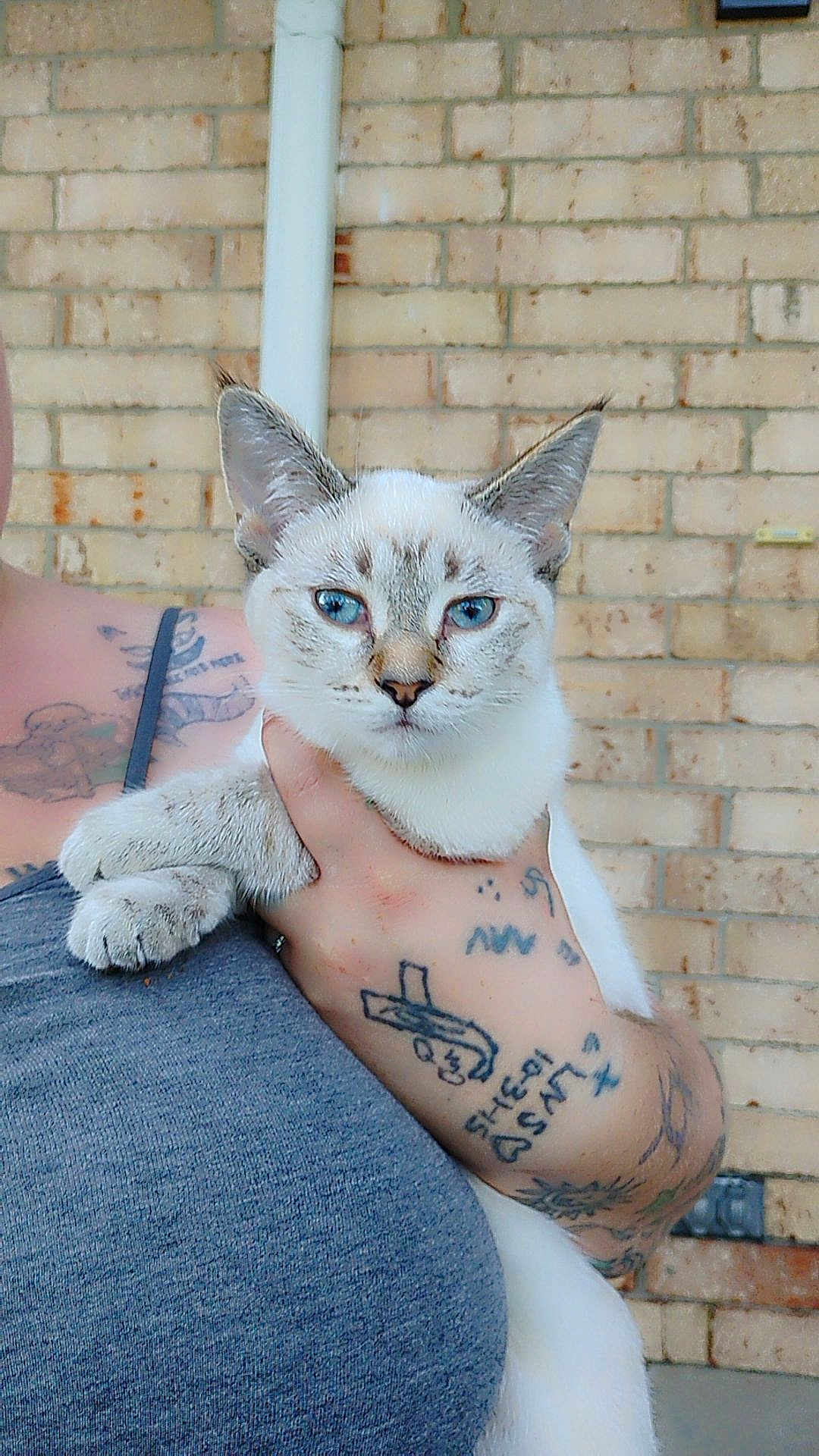Bellatrix