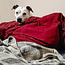 bed, bedding, blanket, collar, comforter, cozy, dog, ears, eyes, fabric, fur, gaze, head, indoor, muzzle, nose, pet, red_blanket, white_wall, window_blinds