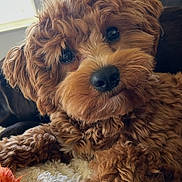 Dunkin is registered to the contest to win money with this photo: animal, blanket, brown, canine, companion, cozy, curly_fur, cute, dog, fluffy, fur, indoors, looking_up, pet, portrait, puppy, resting, soft, toy, window_light