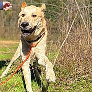 Bear is registered to the contest to win money with this photo: dog, leash, outdoor, grass, sunny, animal, pet, canine, nature, happy, walking, daylight, blue_sky, field, playful, collar, muzzle, ears, tail, person_hand