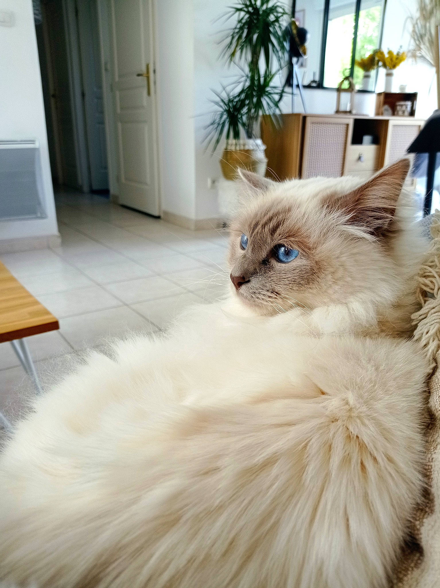 Ohanna a rejoint le concours — aidez-le/la à gagner de superbes lots ! carnivore, cat, door, eye, fawn, felidae, flowerpot, fur, furniture, head, houseplant, iris, plant, ragdoll, small_to_medium_sized_cats, snout, tail, whiskers, window, wood