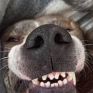 Ted a rejoint le concours — aidez-le/la à gagner de superbes lots ! dog, close_up, nose, teeth, mouth, paw, fur, whiskers, sleepy, blanket, cozy, cute, pet, animal, relaxed, smile, canine, indoor, tongue, snout