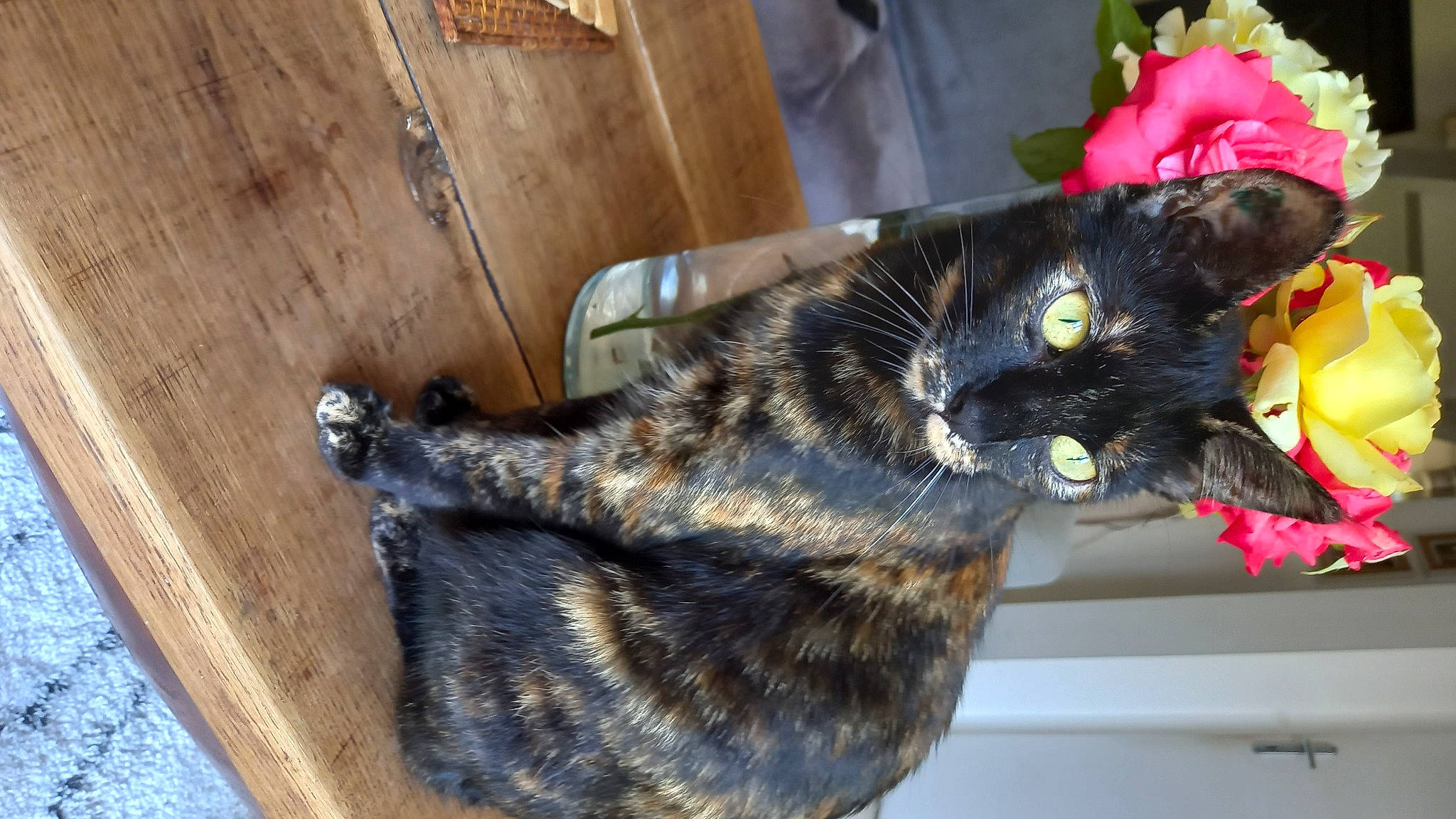 Snoop participe au concours pour gagner de l'argent avec cette photo : carnivore, cat, claw, collar, dog_breed, domestic_short_haired_cat, felidae, foot, fur, hardwood, plank, small_to_medium_sized_cats, snout, sporting_group, tail, terrestrial_animal, varnish, whiskers, wood, wood_stain