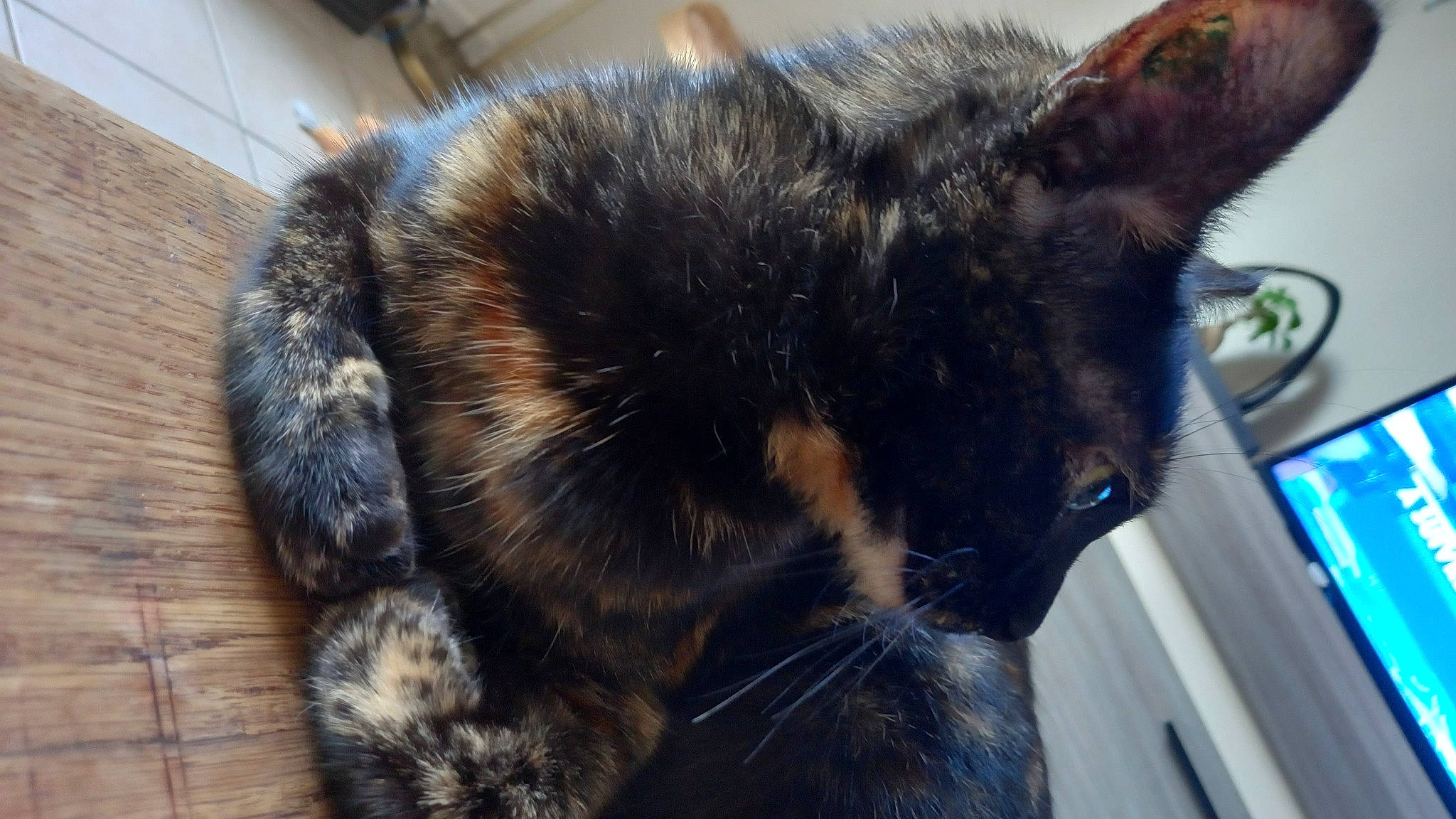 Snoop a rejoint le concours — aidez-le/la à gagner de superbes lots ! carnivore, cat, cat_supply, claw, comfort, domestic_short_haired_cat, ear, electric_blue, eye, felidae, fur, mammal, nap, paw, small_to_medium_sized_cats, snout, tail, terrestrial_animal, vertebrate, whiskers