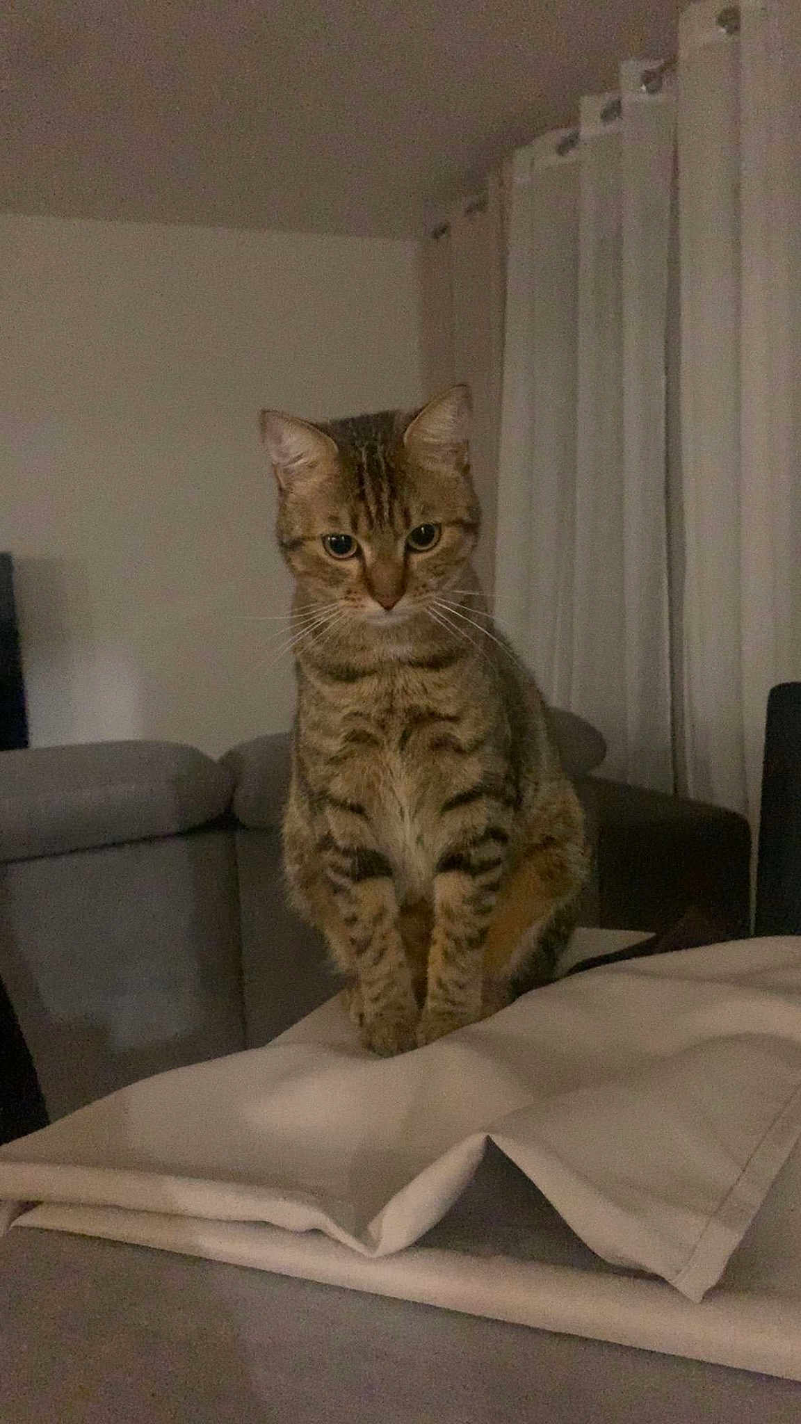 Kiba