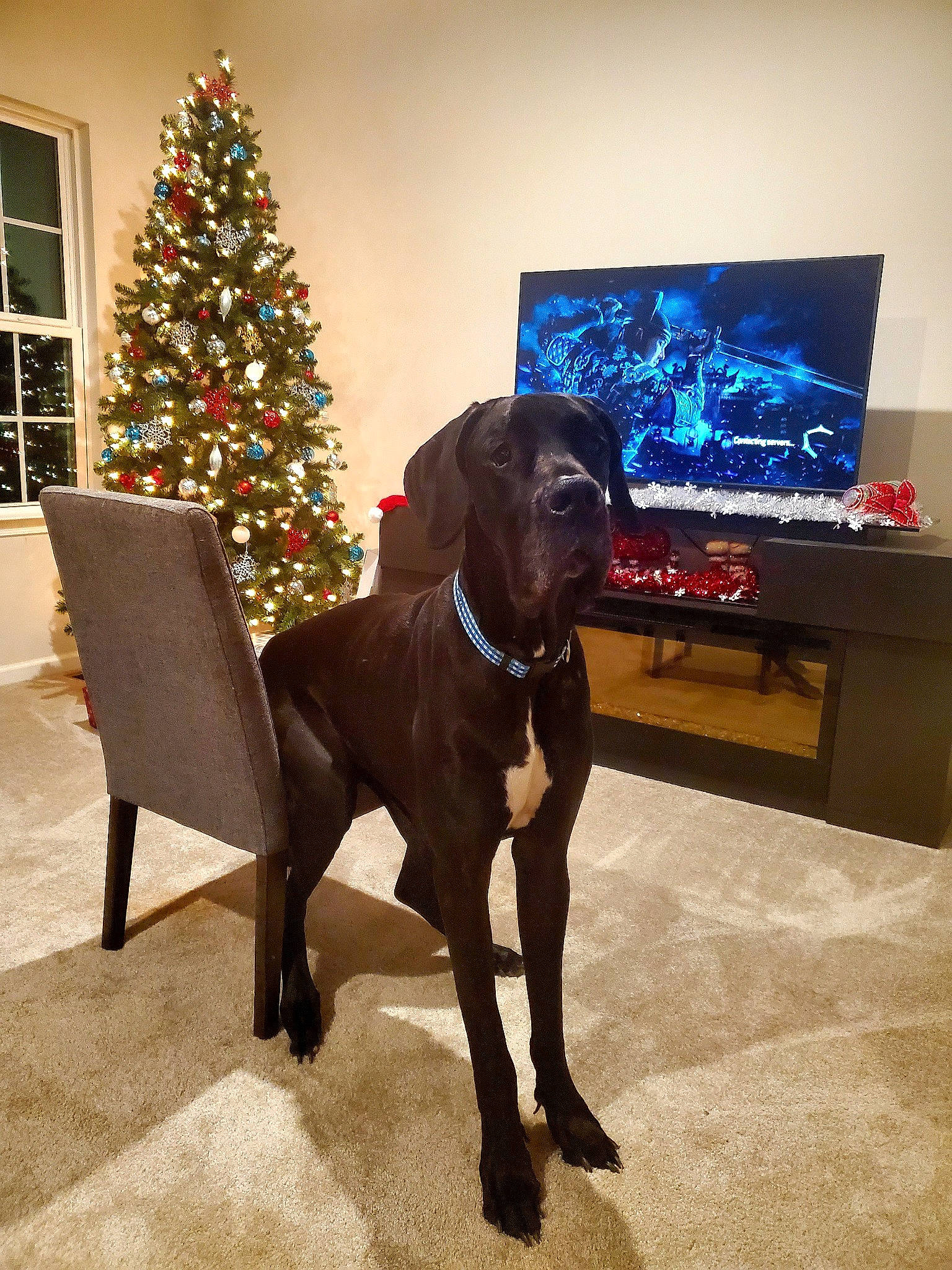 Enzo joined the competition — help win amazing prizes! cane_corso, canidae, carnivore, christmas, companion_dog, dog, dog_breed, fawn, great_dane, guard_dog, labrador_retriever, mammal, non_sporting_group, pointer, pointing_breed, snout, sporting_group, vertebrate, weimaraner, working_dog