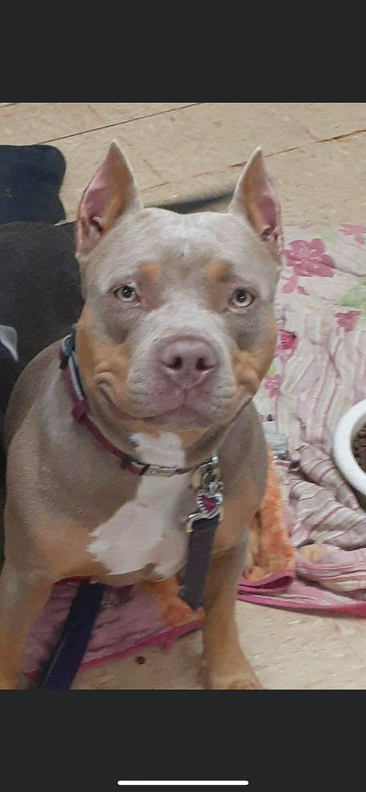 Chevelle is registered to the contest to win money with this photo: ancient_dog_breeds, canidae, carnivore, collar, companion_dog, dog, dog_breed, dog_collar, ear, eye, fawn, head, jaw, non_sporting_group, snout, sporting_group, terrestrial_animal, whiskers, working_animal, working_dog