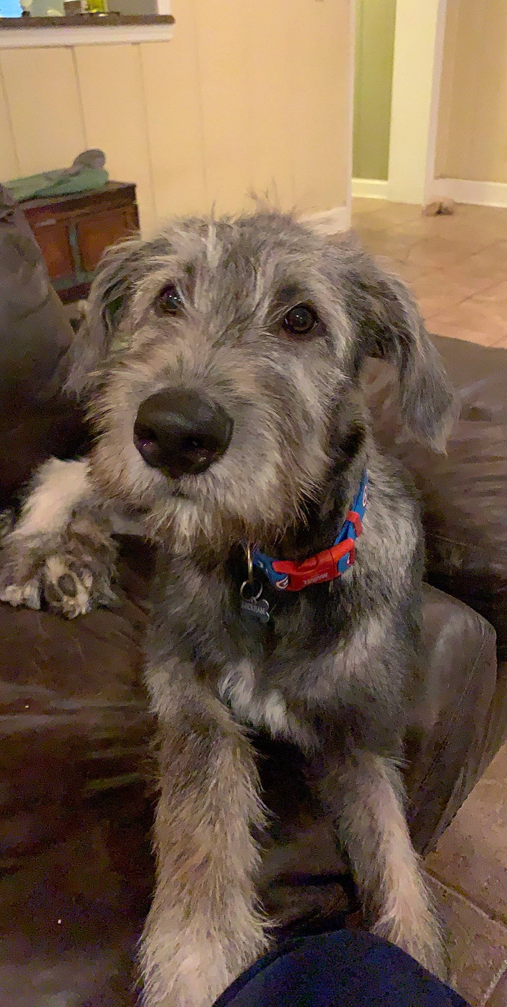 Beckham is registered to the contest to win money with this photo: bosnian_coarse_haired_hound, canidae, carnivore, catalan_sheepdog, cesky_terrier, dog, dog_breed, irish_soft_coated_wheaten_terrier, irish_wolfhound, mammal, miniature_schnauzer, rare_breed_dog, sapsali, schnauzer, scottish_deerhound, snout, sporting_group, standard_schnauzer, terrier, vertebrate