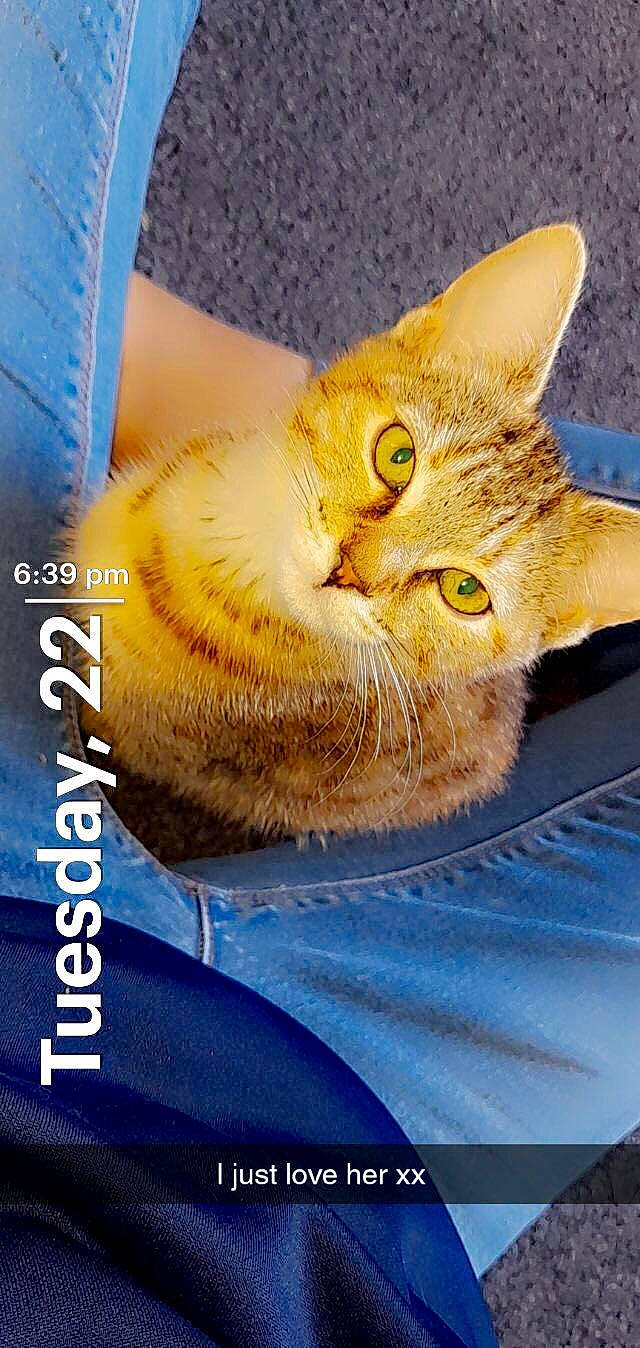 Tallulah joined the competition — help win amazing prizes! blue, carnivore, cat, claw, domestic_short_haired_cat, electric_blue, fawn, felidae, font, fur, gesture, paw, photo_caption, small_to_medium_sized_cats, snout, tail, whiskers, window