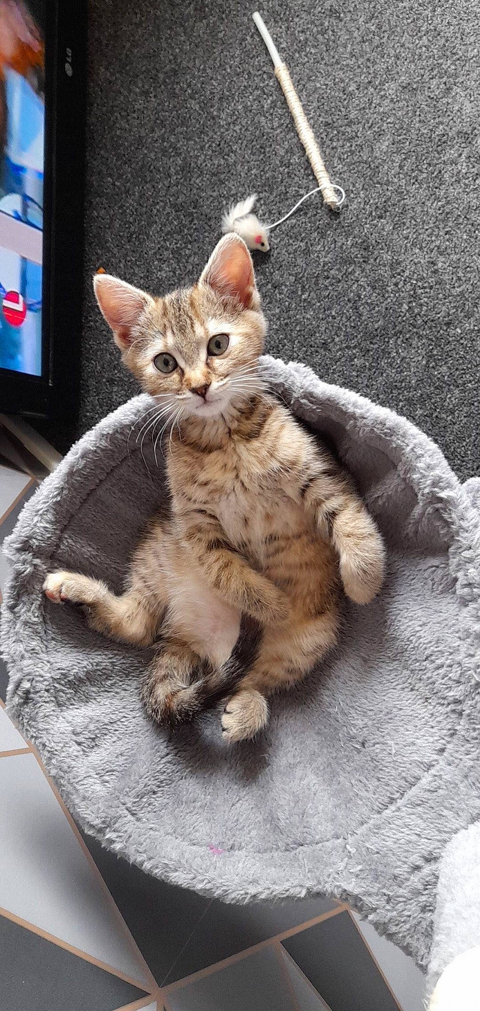 Tallulah joined the competition — help win amazing prizes! art, carnivore, cat, claw, computer_monitor, display_device, domestic_short_haired_cat, fawn, felidae, fur, gesture, led_backlit_lcd_display, paw, photo_caption, sitting, small_to_medium_sized_cats, snout, tail, television, whiskers