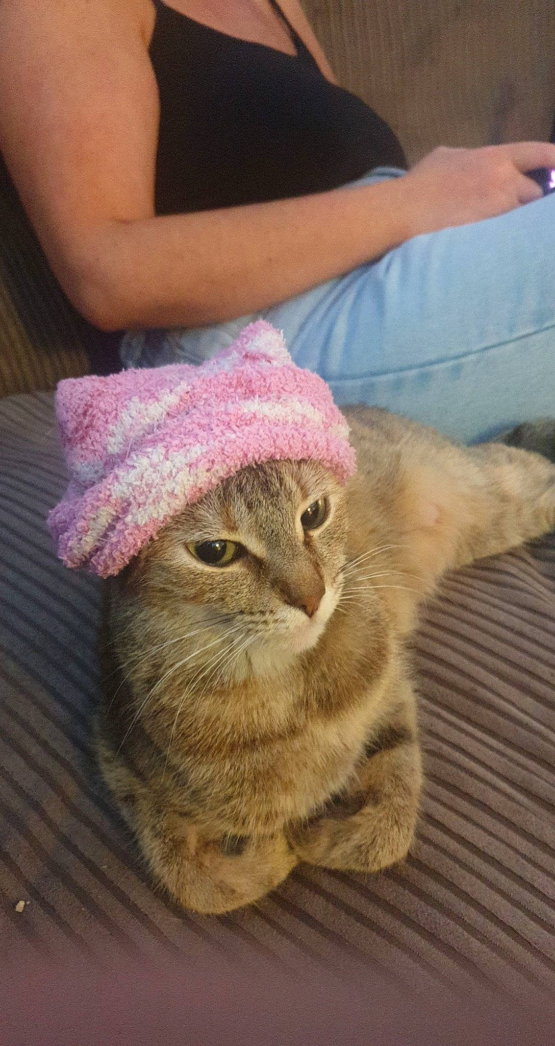 Tallulah joined the competition — help win amazing prizes! cap, carnivore, cat, comfort, costume_hat, domestic_short_haired_cat, fashion_accessory, fawn, felidae, flooring, fur, hat, magenta, plant, small_to_medium_sized_cats, sun_hat, whiskers, wood, wool, woolen