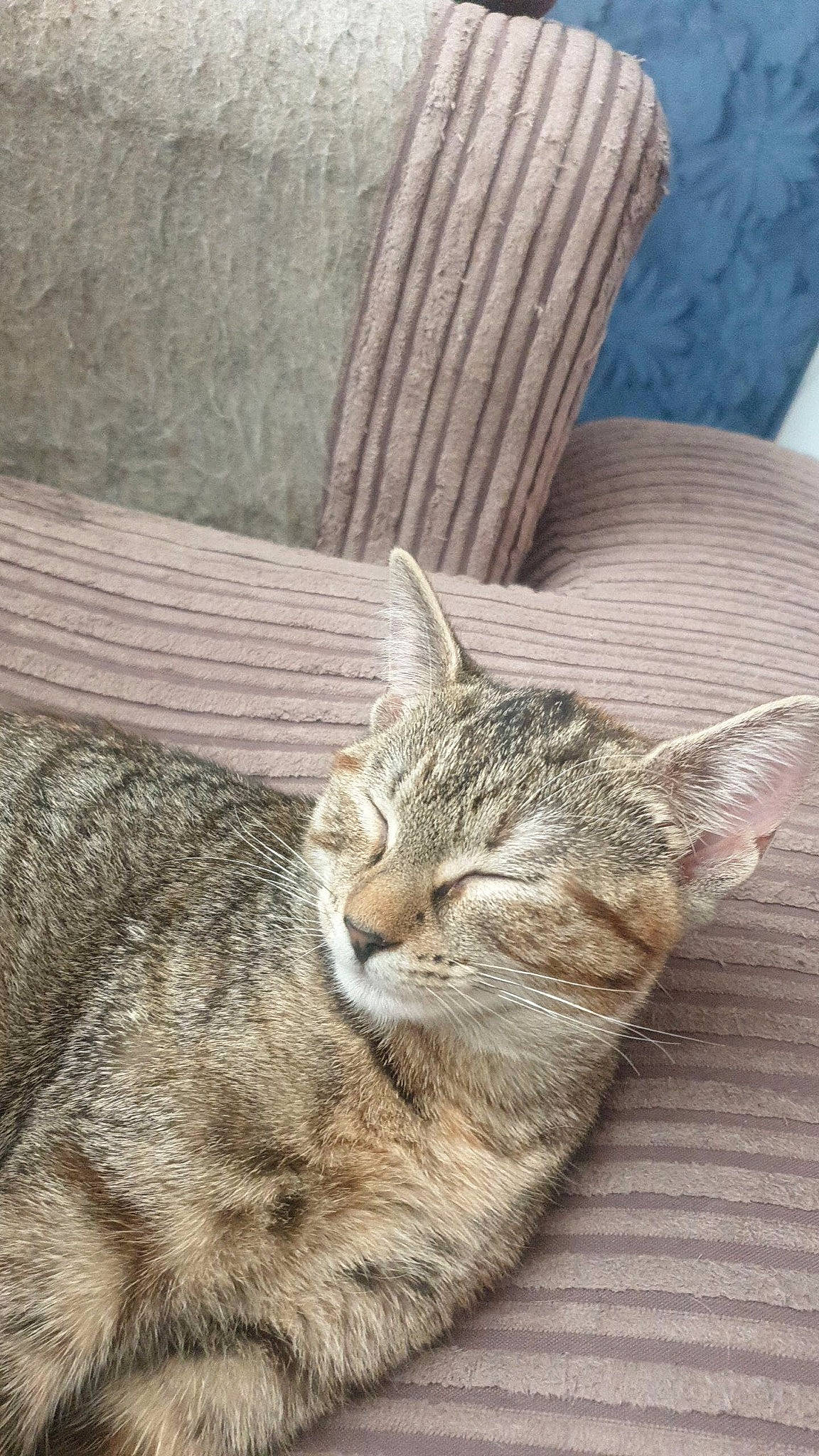 Tallulah joined the competition — help win amazing prizes! carnivore, cat, claw, comfort, domestic_short_haired_cat, fawn, felidae, fur, nap, paw, sitting, sleep, small_to_medium_sized_cats, snout, tail, terrestrial_animal, tree, whiskers, window, wood