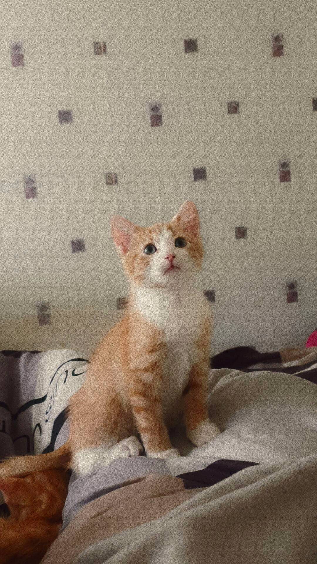 George is registered to the contest to win money with this photo: carnivore, cat, comfort, domestic_short_haired_cat, fawn, felidae, fur, paw, small_to_medium_sized_cats, snout, tail, terrestrial_animal, whiskers