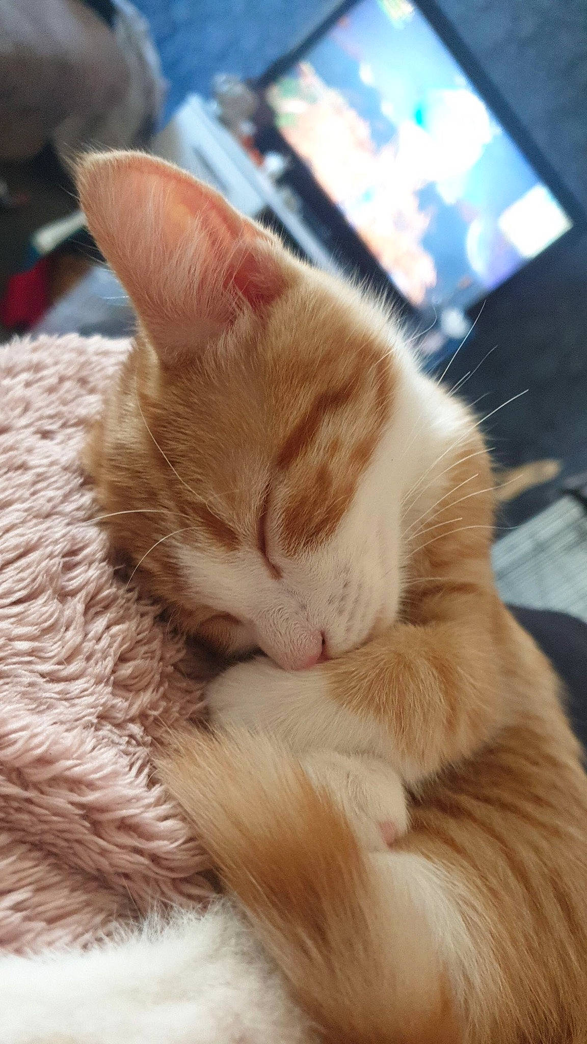 George is registered to the contest to win money with this photo: carnivore, cat, claw, comfort, domestic_short_haired_cat, ear, fawn, felidae, foot, fur, human_leg, nap, paw, sitting, sleep, small_to_medium_sized_cats, snout, tail, whiskers, wood