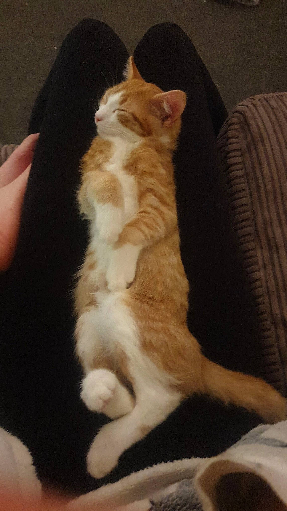 George joined the competition — help win amazing prizes! carnivore, cat, claw, comfort, couch, domestic_short_haired_cat, fawn, felidae, flooring, foot, fur, gesture, hardwood, human_leg, paw, small_to_medium_sized_cats, snout, tail, whiskers, wood