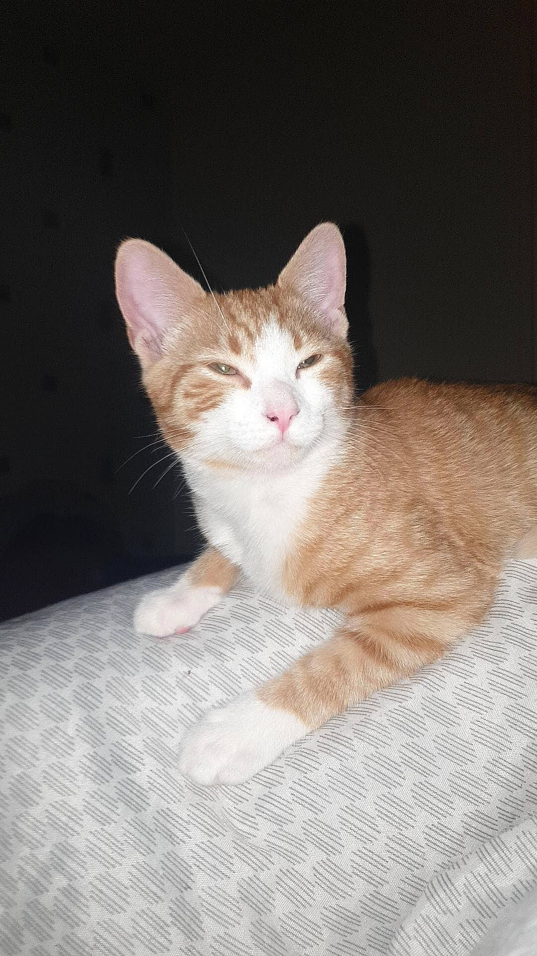 George is registered to the contest to win money with this photo: carnivore, cat, claw, comfort, domestic_short_haired_cat, eye, fawn, felidae, foot, fur, paw, sitting, small_to_medium_sized_cats, snout, tail, whiskers, wood