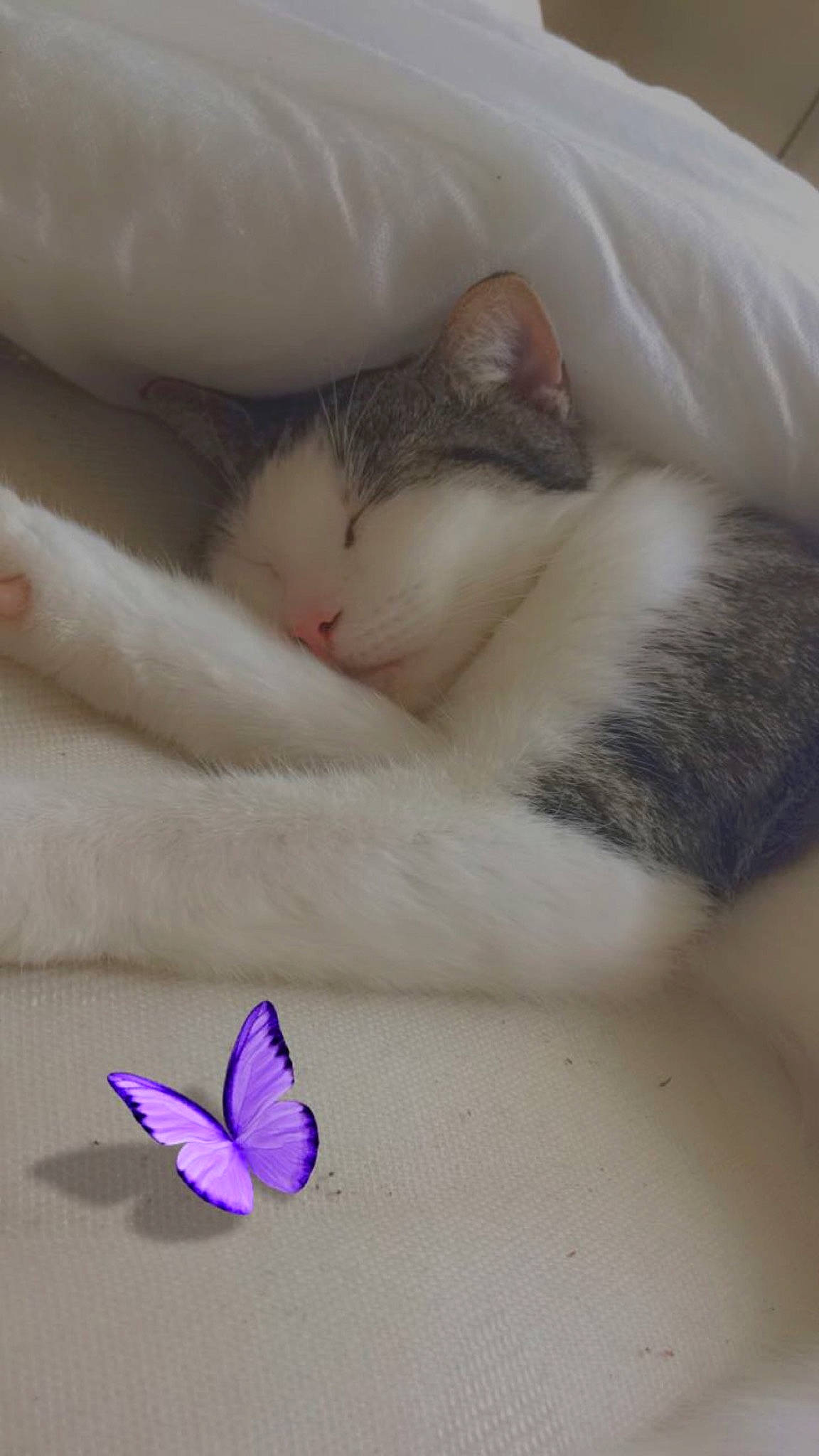 Tux is registered to the contest to win money with this photo: arthropod, butterfly, carnivore, cat, comfort, domestic_short_haired_cat, felidae, fur, insect, macro_photography, moths_and_butterflies, paw, petal, pollinator, small_to_medium_sized_cats, tail, toy, whiskers, white, wing