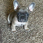 Bruiser joined the competition — help win amazing prizes! puppy, dog, french_bulldog, carpet, pet, cute, small, ears, fur, animal, indoors, looking_up, adorable, mammal, young, sitting, face, companion, domestic_animal, friend