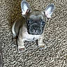 puppy, dog, french_bulldog, carpet, pet, cute, small, ears, fur, animal, indoors, looking_up, adorable, mammal, young, sitting, face, companion, domestic_animal, friend