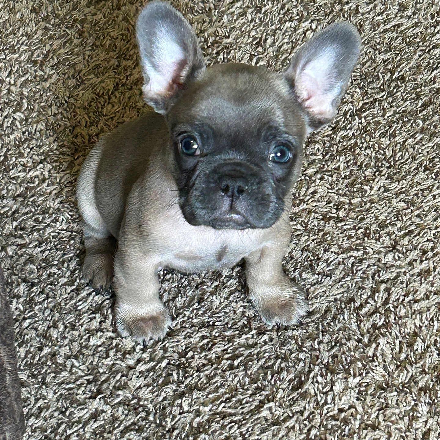 Bruiser joined the competition — help win amazing prizes! puppy, dog, french_bulldog, carpet, pet, cute, small, ears, fur, animal, indoors, looking_up, adorable, mammal, young, sitting, face, companion, domestic_animal, friend