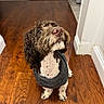 alert, animal, baseboard, brown_and_white, canine, companion, curly_fur, cute, dog, domestic, door, flooring, fur, home, indoor, looking_up, pet, portrait, sweater, wooden_floor