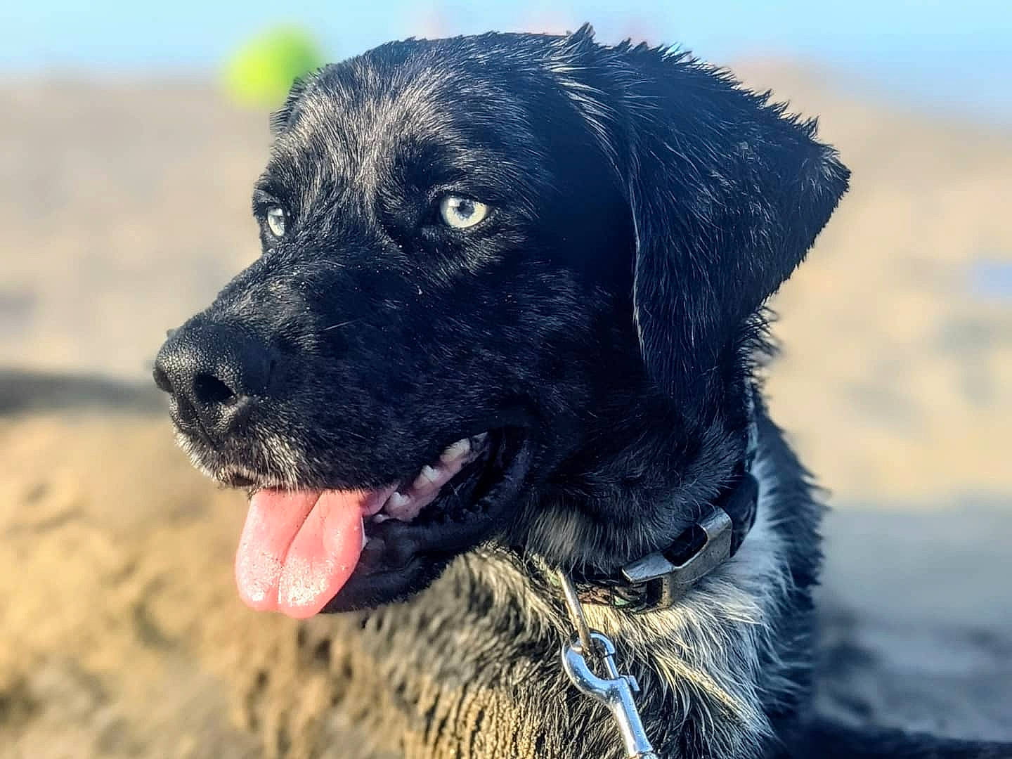 Barry participe au concours pour gagner de l'argent avec cette photo : borador, canidae, carnivore, collar, companion_dog, dog, dog_breed, dog_collar, electric_blue, fur, grass, gun_dog, labrador_retriever, plant, pointing_breed, retriever, snout, sporting_group, whiskers, working_animal