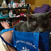 Boots is registered to the contest to win money with this photo: bag, blanket, blue_bag, bottles, carpet, cat, close_up, containers, curious, domestic_animal, foot, gray_cat, human_leg, indoor, pet, purple_jacket, purse, room, shelf, toenail_paint