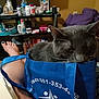 bag, blanket, blue_bag, bottles, carpet, cat, close_up, containers, curious, domestic_animal, foot, gray_cat, human_leg, indoor, pet, purple_jacket, purse, room, shelf, toenail_paint