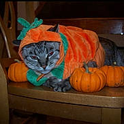 Sasha is registered to the contest to win money with this photo: cat, costume, pumpkin, orange, chair, indoor, animal, pet, holiday, halloween, feline, wood, decor, cute, festive, sitting, domestic, fur, whiskers, ears
