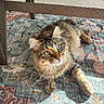 animal, cat, cozy, floor, fluffy, fur, furniture, green_eyes, home, indoor, light_reflection, patterned_rug, paw, pet, rainbow_light, relaxed, rug, tabby, table, whiskers